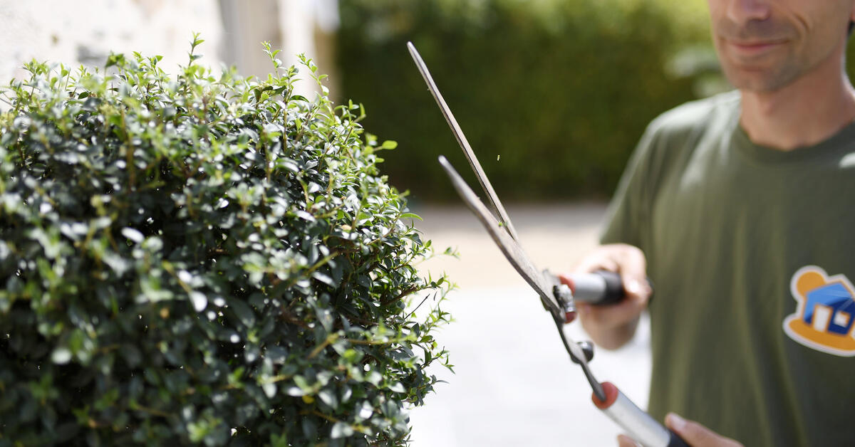 JARDINAGE MAISON ET SERVICES REUNION Maison et Services